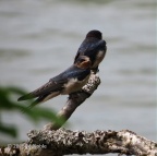 barn swallow (Hirundo rustica) M Noble